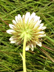 Berkheya zeyheri