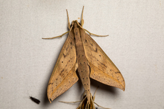 Xylophanes anubus