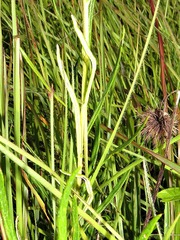 Berkheya zeyheri