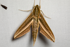 Xylophanes titana