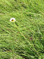 Berkheya zeyheri