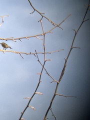 Setophaga coronata