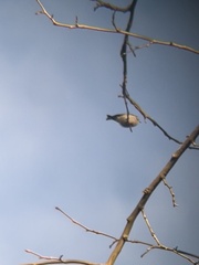 Setophaga coronata