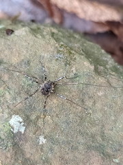 Metadasylobus fuscoannulatus
