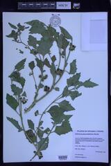 Solanum nitidibaccatum