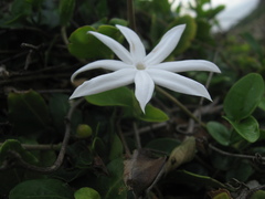Jasminum nervosum