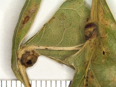 Andricus quercusutriculus