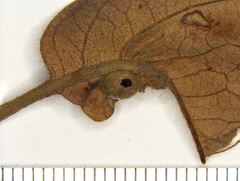 Andricus quercusutriculus