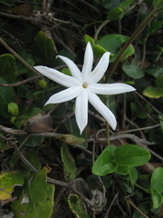 Jasminum nervosum