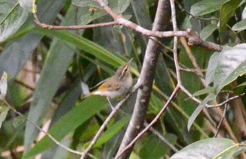 Large-billed Leaf Warbler (Phylloscopus magnirostris), photo 10