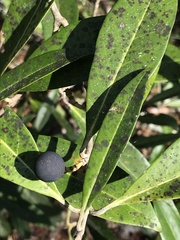 Cartrema americana