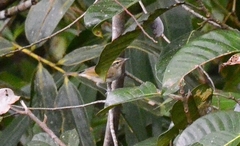 Phylloscopus magnirostris