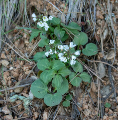 Cardamine californica