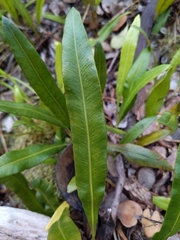 Elaphoglossum wawrae