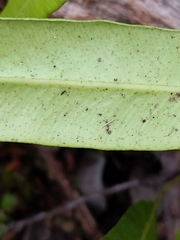 Elaphoglossum wawrae