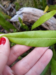 Elaphoglossum wawrae