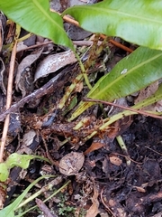 Elaphoglossum wawrae
