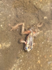Dendropsophus leucophyllatus