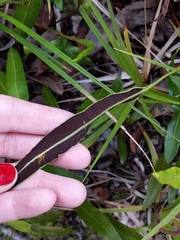 Elaphoglossum wawrae