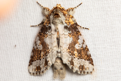 Disphragis tharis