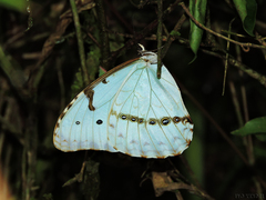 Morpho epistrophus
