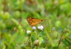 Taractrocera ceramas