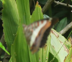 Charaxes brutus natalensis