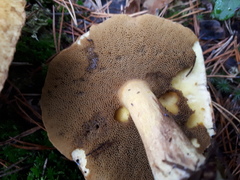 Suillus variegatus image