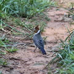 Paroaria coronata