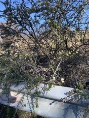 Ceanothus cuneatus cuneatus