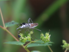 Chariesterus armatus