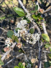 Ceanothus cuneatus cuneatus