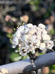 Ceanothus cuneatus cuneatus