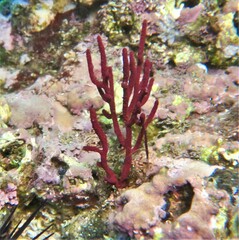 Leptogorgia rigida