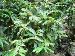 Diospyros blancoi