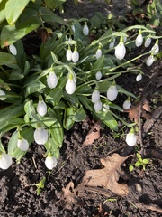 Galanthus