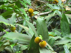 Diospyros blancoi