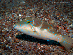 Canthigaster cyanospilota