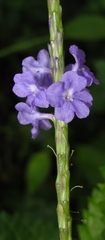 Stachytarpheta urticifolia