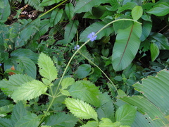 Stachytarpheta urticifolia