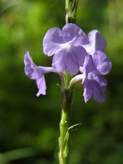 Stachytarpheta urticifolia