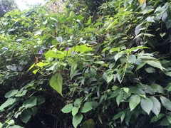 Stachytarpheta urticifolia