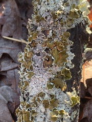 Parmotrema submarginale