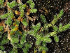 Selaginella dregei