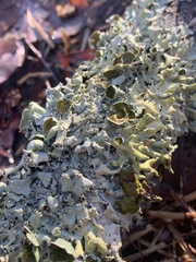 Parmotrema submarginale