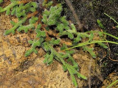 Selaginella dregei