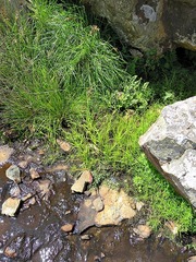 Selaginella dregei