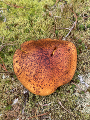 Suillus tomentosus