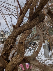 Celastrus orbiculatus