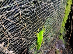 Copiphora rhinoceros